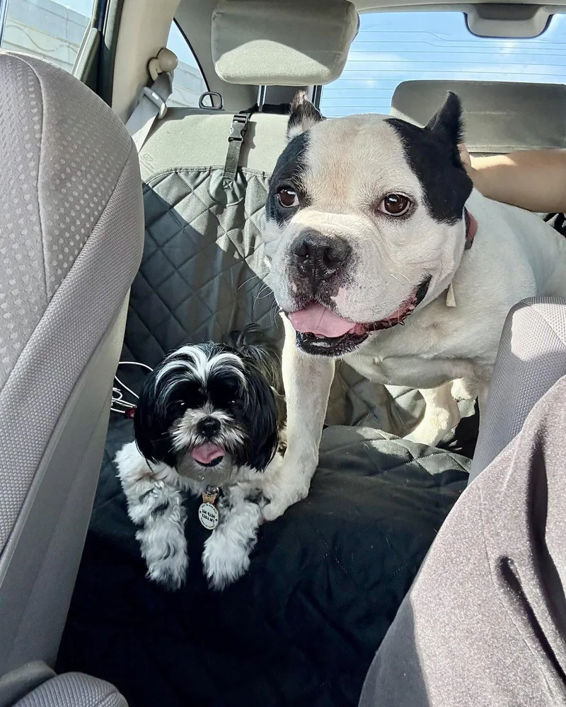 An adult large-sized male American Bulldog dog named Duke for adoption in Monticello, NY