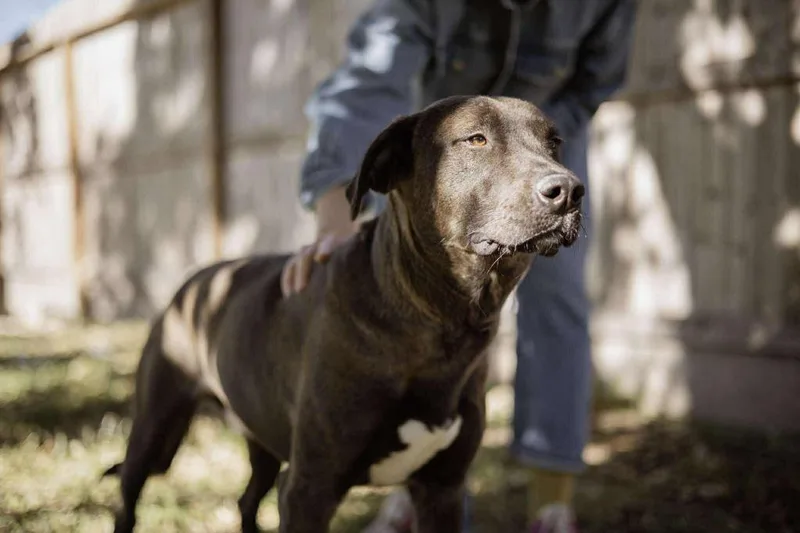 A young medium-sized male Chocolate Labrador Retriever dog named Astro for adoption in Spring, TX