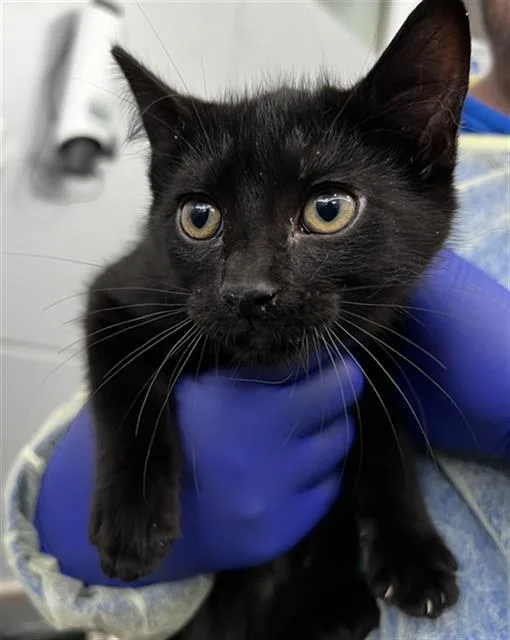 A baby medium-sized male Domestic Short Hair cat named Aston for adoption in Dallas, TX
