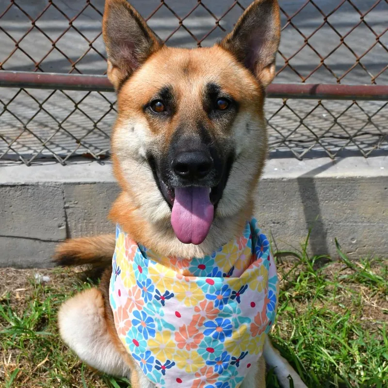 An adult large-sized male Brown / Chocolate German Shepherd Dog dog named Victor for adoption in Beaumont, TX