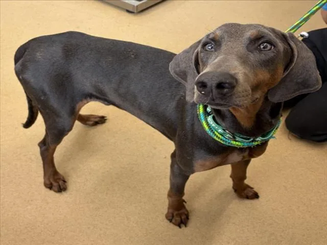 A young large-sized male Doberman Pinscher dog named Pippen for adoption in Derwood, MD