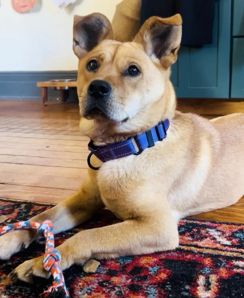 An adult small-sized female Red / Chestnut / Orange Shiba Inu dog named Pineapple for adoption in Brooklyn, NY