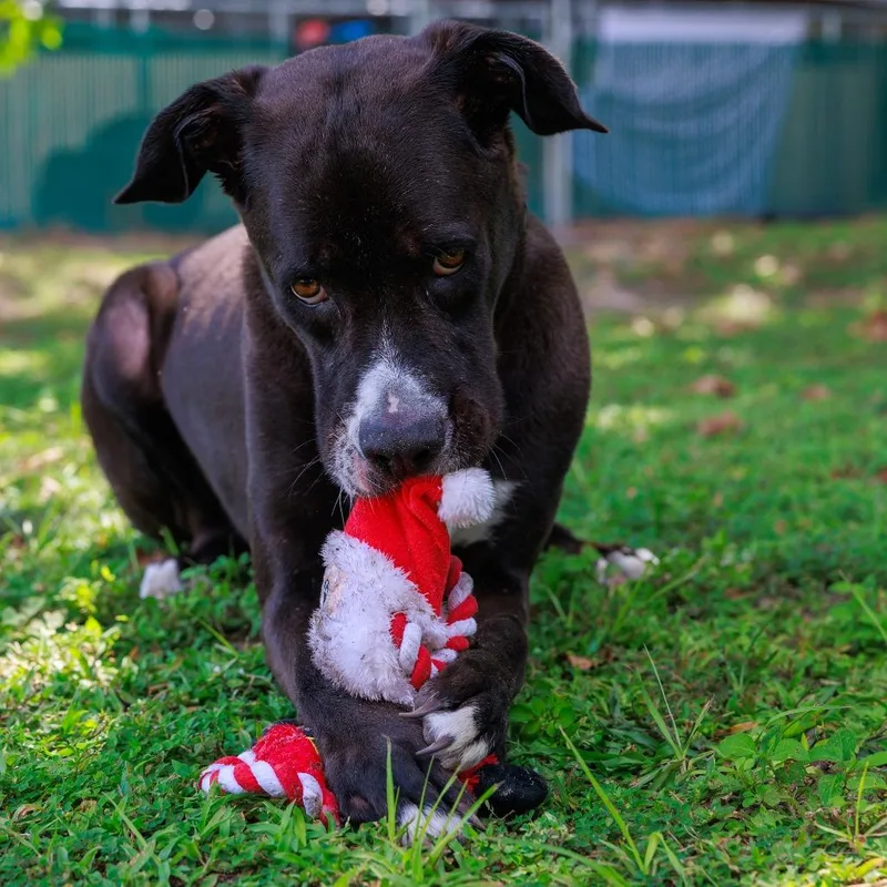An adult large-sized male Black Mixed Breed dog named Dunkin for adoption in Lake Panasoffkee, FL