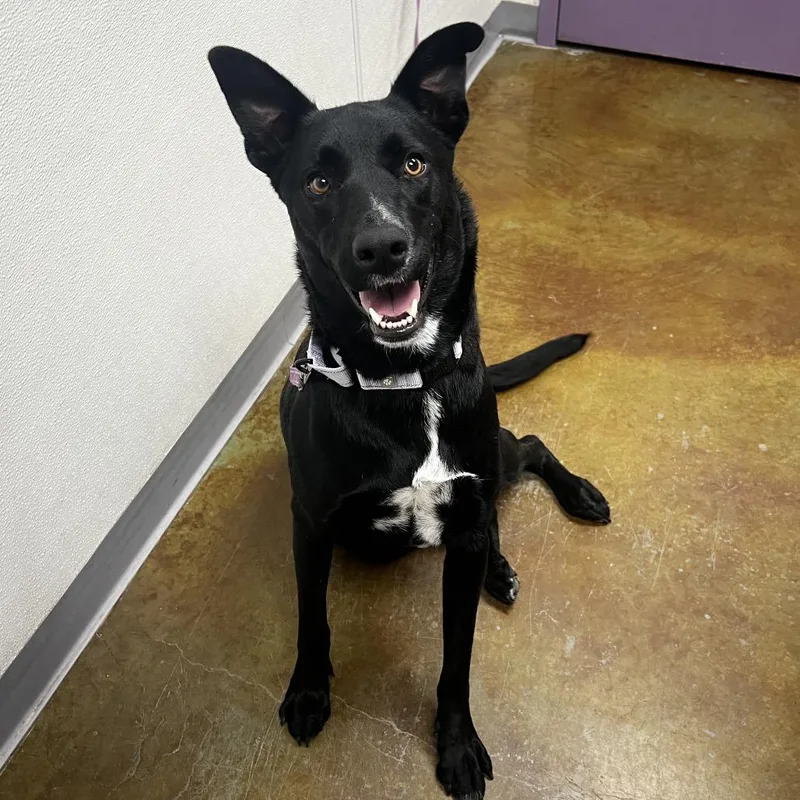 A young medium-sized female Black Labrador Retriever dog named Lux for adoption in Albuquerque, NM