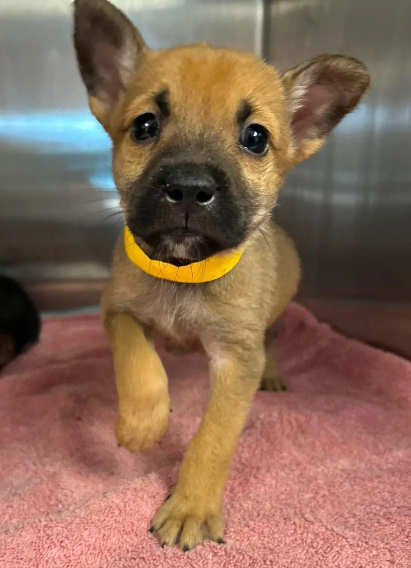 A baby large-sized male German Shepherd Dog dog named Crackle for adoption in Lodi, CA