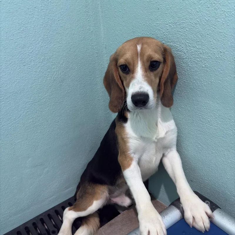 An adult medium-sized male Yellow / Tan / Blond / Fawn Beagle dog named Multigrain aka TUJ for adoption in LOXAHATCHEE, FL