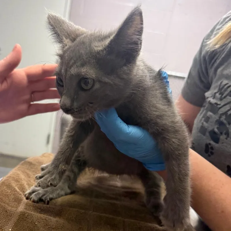A baby small-sized female Gray / Blue / Silver Domestic Medium Hair cat named Foggy for adoption in Ottawa, KS