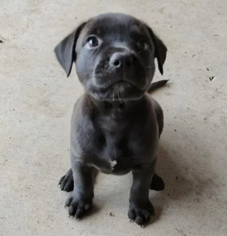 Smokey