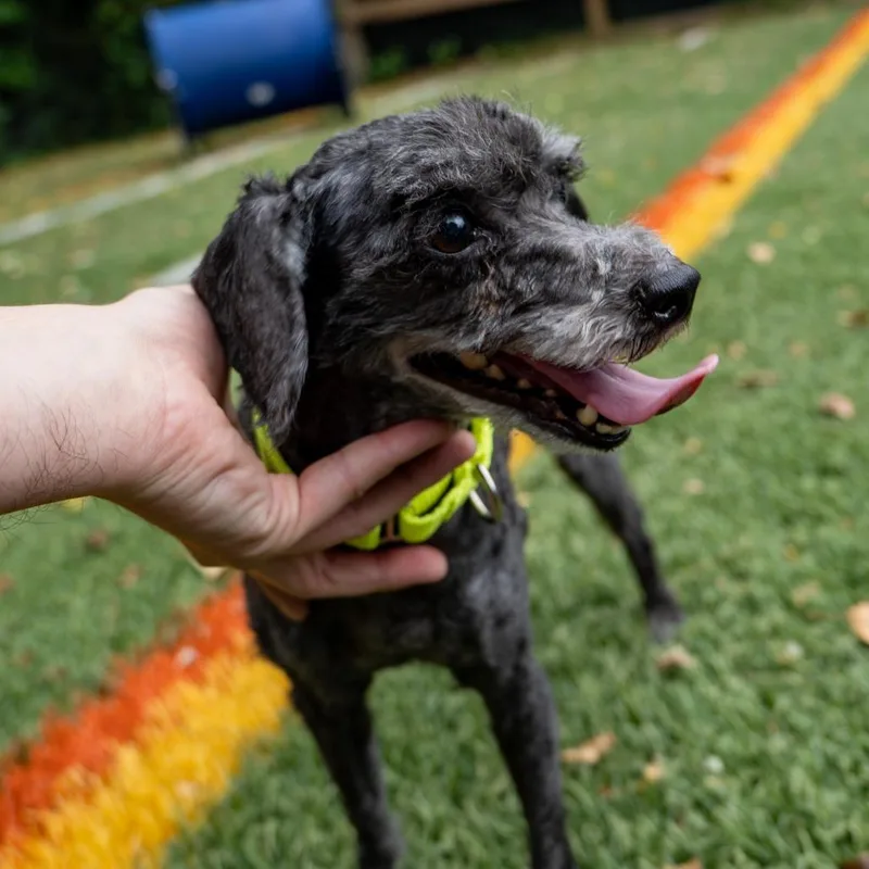 An adult small-sized male Black Miniature Poodle dog named Shadow for adoption in Baltimore, MD
