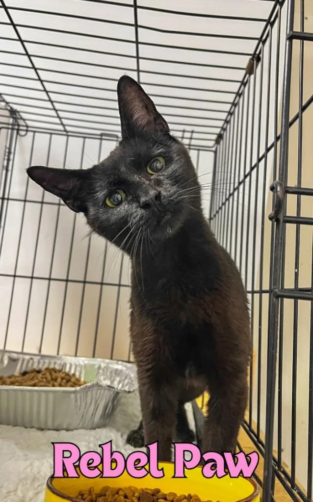 A young medium-sized female Domestic Short Hair cat named Rebel Paw for adoption in Rome, GA
