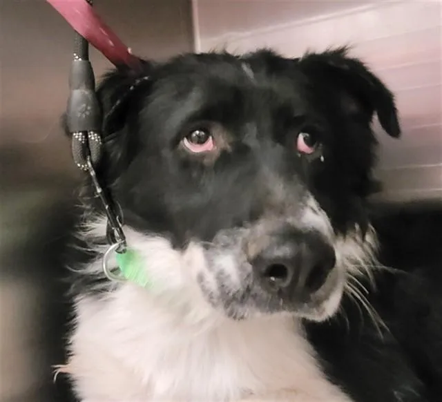 A young medium-sized male Border Collie dog named Jericho for adoption in Tucson, AZ