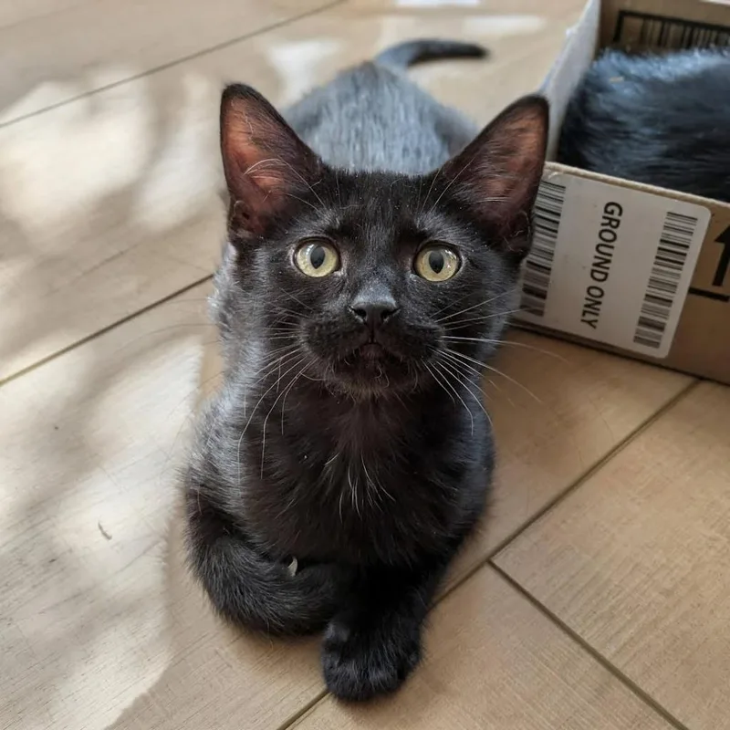 A baby medium-sized female Domestic Short Hair cat named Zig for adoption in Logan, UT