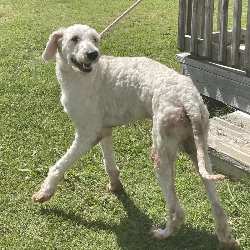 A young medium-sized male White / Cream Standard Poodle dog named Shia for adoption in Tulsa, OK