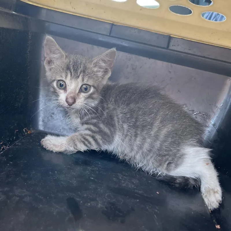 A baby small-sized female Gray / Blue / Silver Domestic Short Hair cat named Chevelle for adoption in Lake Jackson, TX