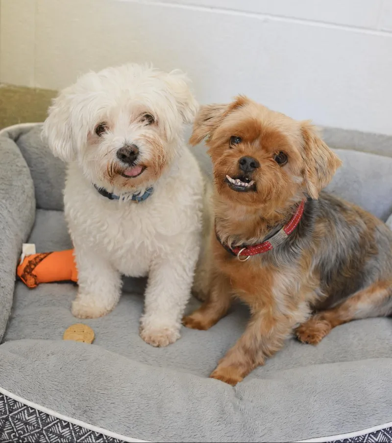 Chewy & Obi