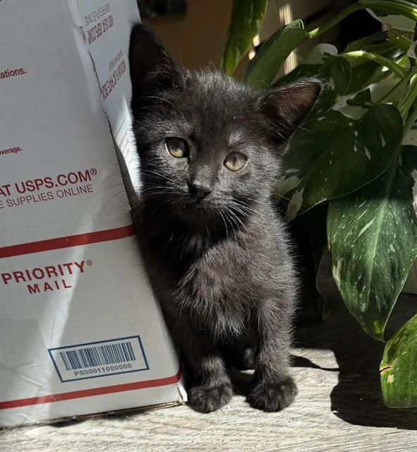 A baby small-sized female Domestic Short Hair cat named Twin for adoption in Sacramento, CA