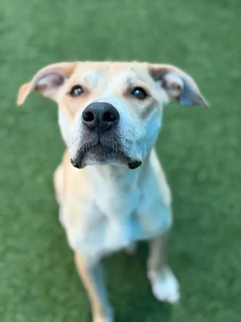 An adult large-sized female Mixed Breed dog named Summer for adoption in Dallas, TX