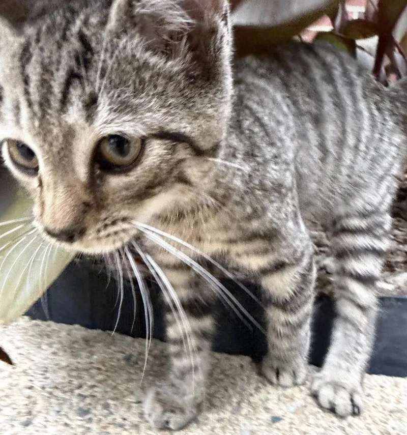 A baby small-sized male Gray / Blue / Silver Domestic Short Hair cat named Jangle for adoption in Henrico, VA