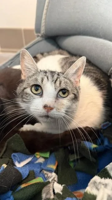 An adult medium-sized female Domestic Long Hair cat named Pajamas for adoption in Sultan, WA