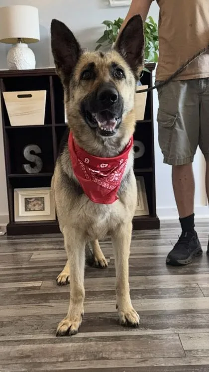 An adult large-sized female German Shepherd Dog dog named Rainbow for adoption in Madison, NJ