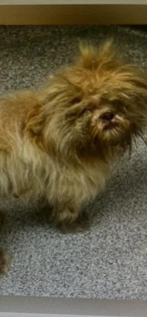Bertie