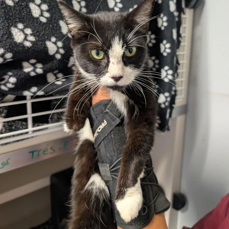 An adult medium-sized female Black Domestic Short Hair cat named Tres for adoption in Watertown, NY