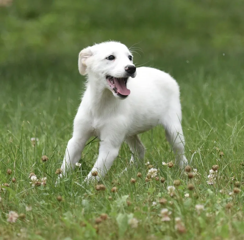 A baby medium-sized female Border Collie dog named Cassie for adoption in Mechanicsburg, PA