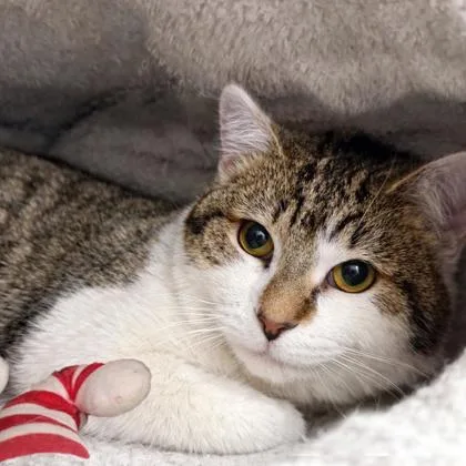 An adult small-sized male Domestic Short Hair cat named Snowman for adoption in Voorhees, NJ