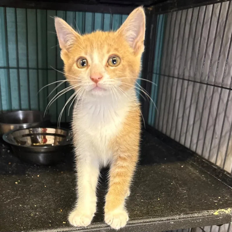 A baby medium-sized male Domestic Short Hair cat named Punkin for adoption in Saginaw, MI