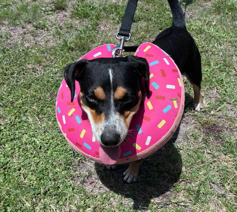 Benny