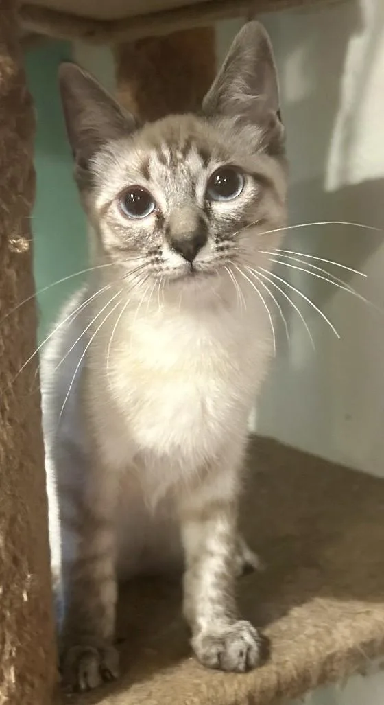 A young medium-sized male Tabby (Buff / Tan / Fawn) Domestic Short Hair cat named Sunny for adoption in Anchorage, AK