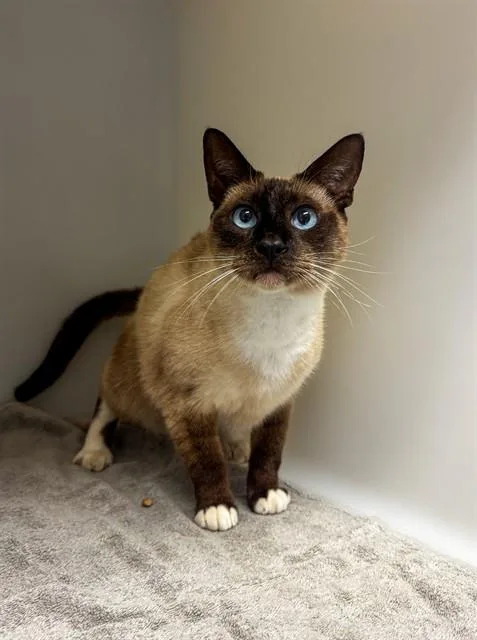 An adult medium-sized male Domestic Short Hair cat named Kurt for adoption in Statesville, NC