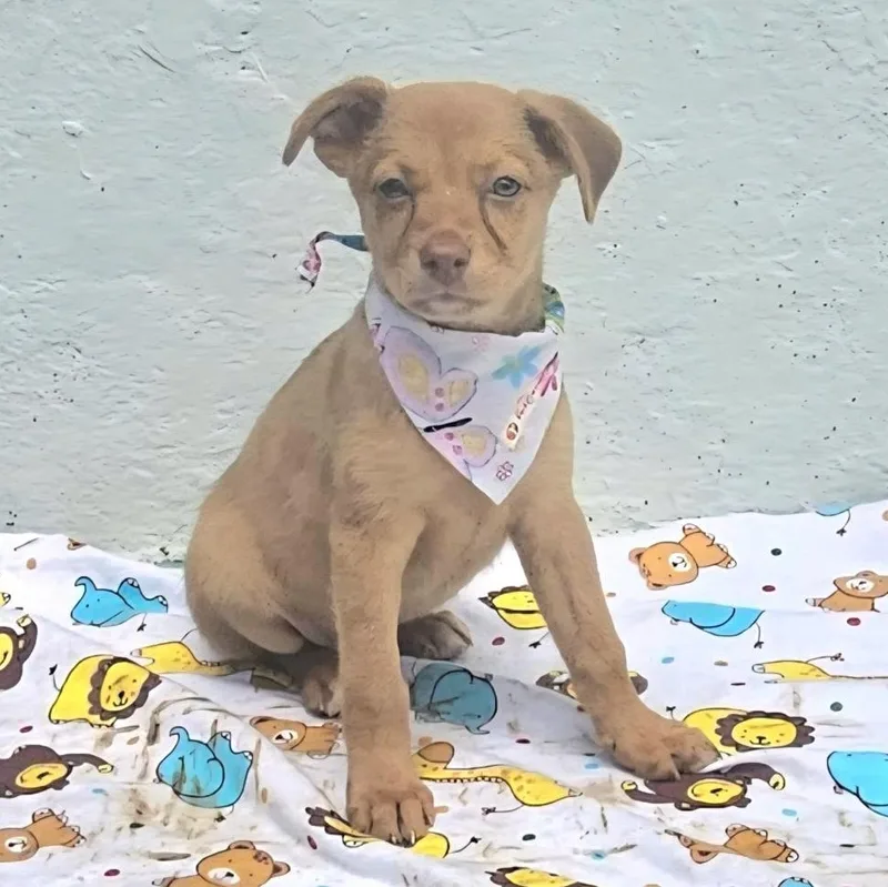 Romina "i Am Ready thumbnail 2