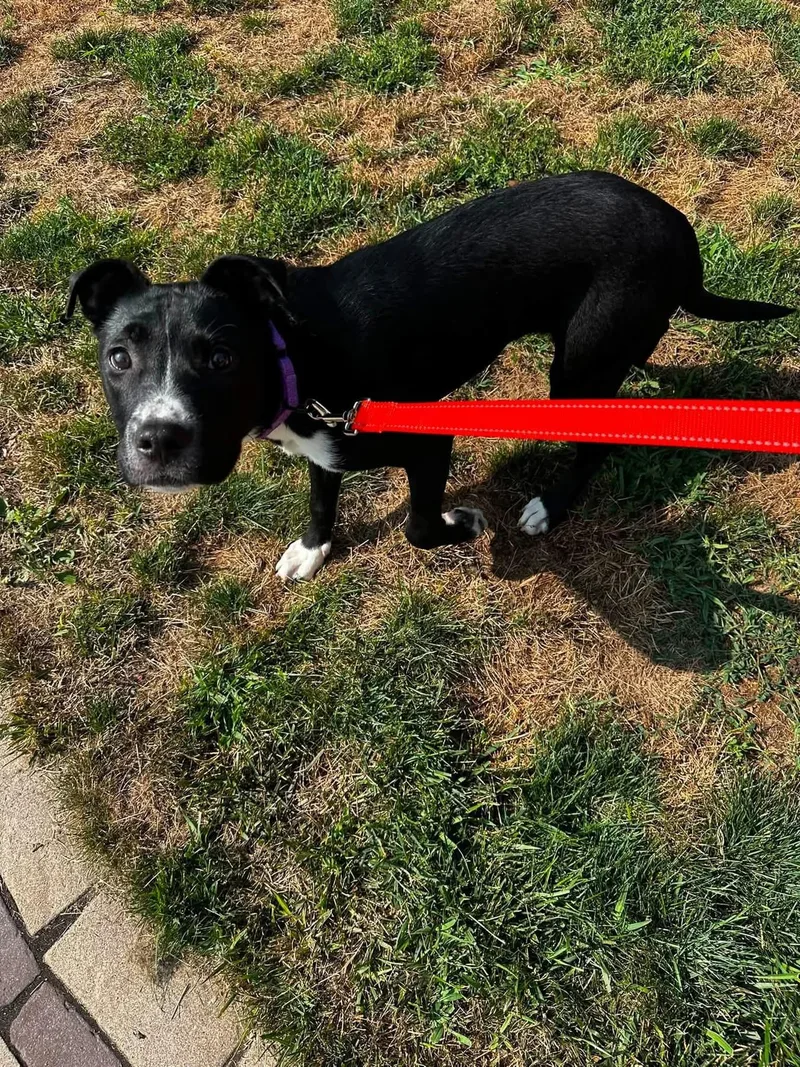 A baby medium-sized female Mixed Breed dog named Kari for adoption in Highland, NY