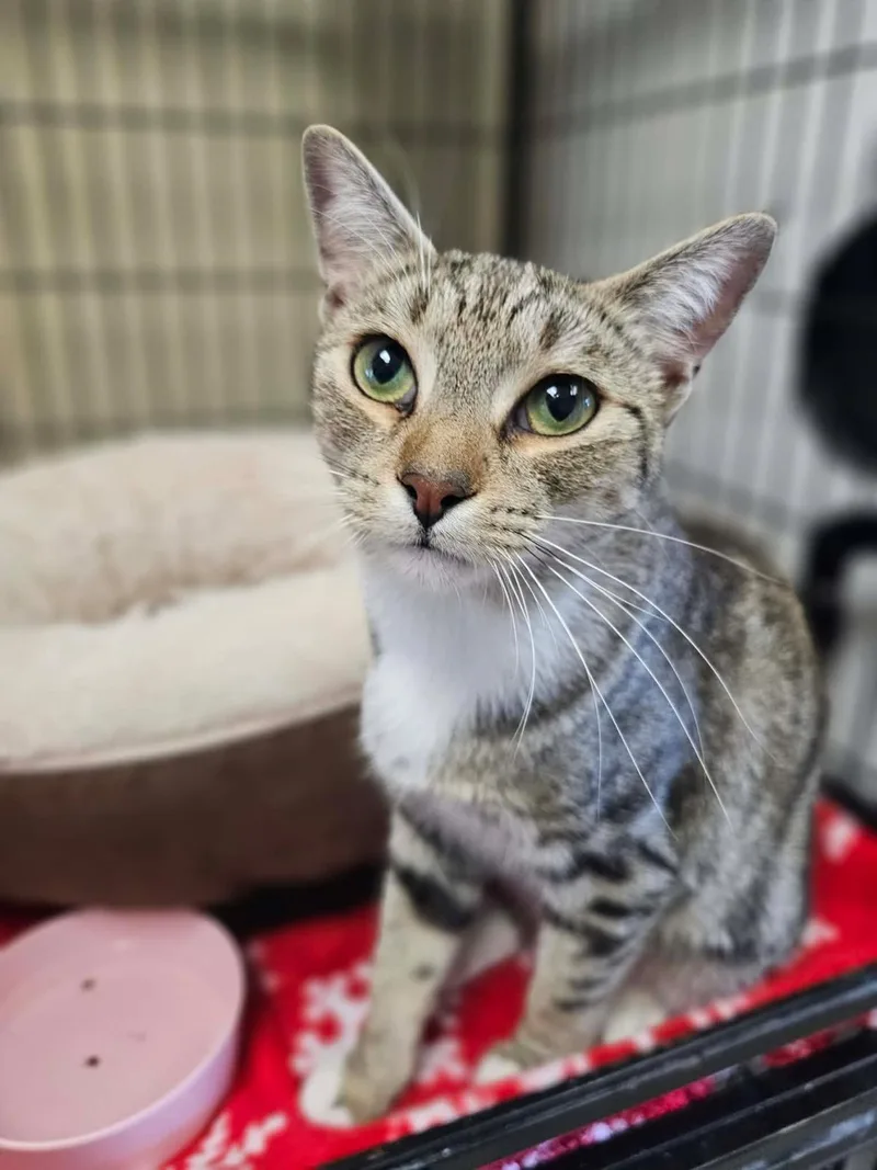 A young medium-sized female Domestic Short Hair cat named Crowley for adoption in McKinney, TX
