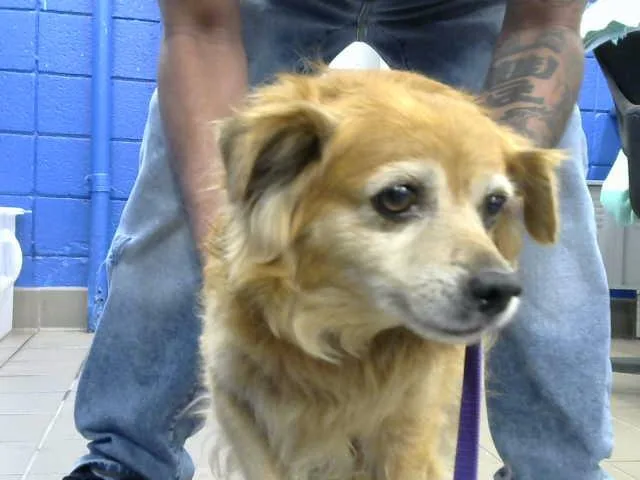 An adult small-sized male Chihuahua dog named Oso for adoption in Albuquerque, NM