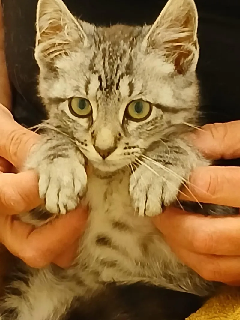 A baby medium-sized male Tabby (Gray / Blue / Silver) Domestic Short Hair cat named Dusty for adoption in East Hanover, NJ