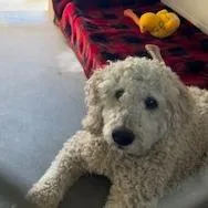 An adult medium-sized male White / Cream Standard Poodle dog named Coco for adoption in Buellton, CA
