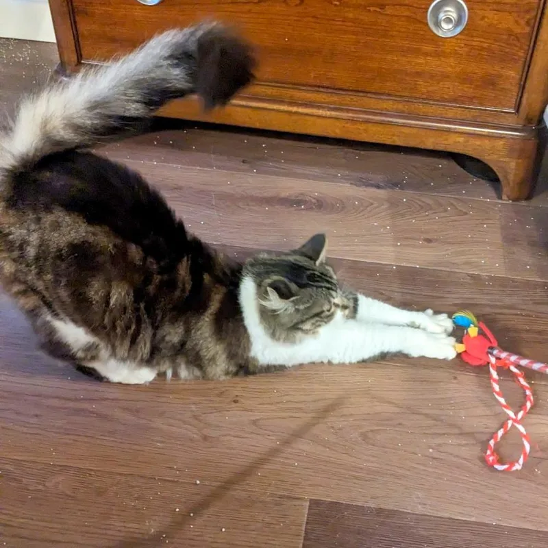An adult medium-sized female Domestic Short Hair cat named Marge for adoption in Woodinville, WA