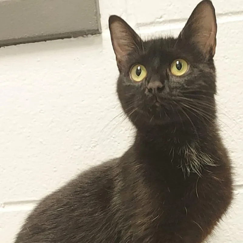 An adult medium-sized female Black Domestic Short Hair cat named Cleo for adoption in Dayton, OH