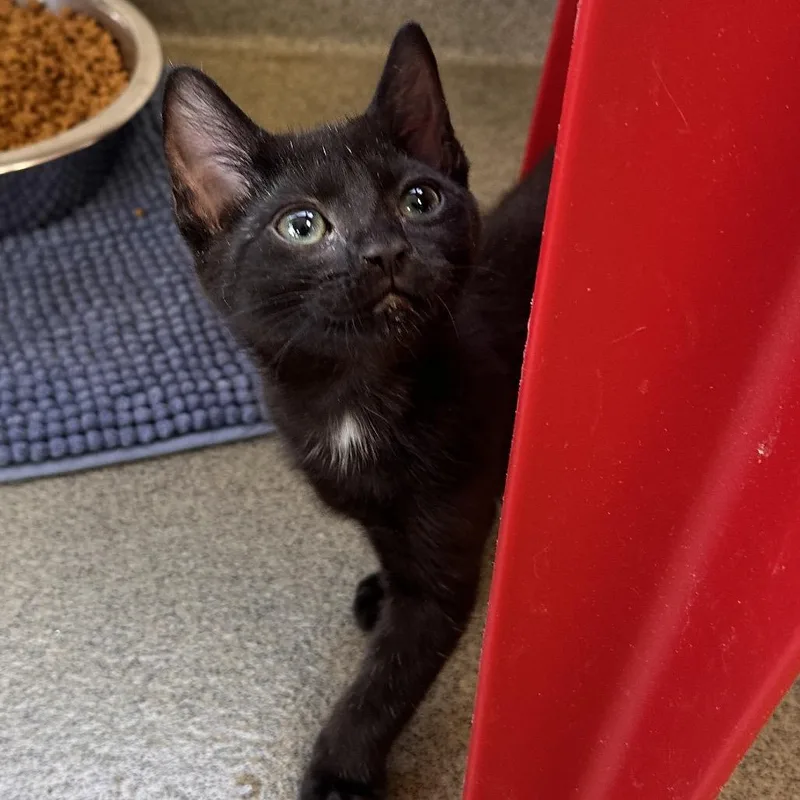 A baby small-sized male Black Domestic Short Hair cat named Cheepy deepy doopy dup for adoption in Rocky Mount, VA