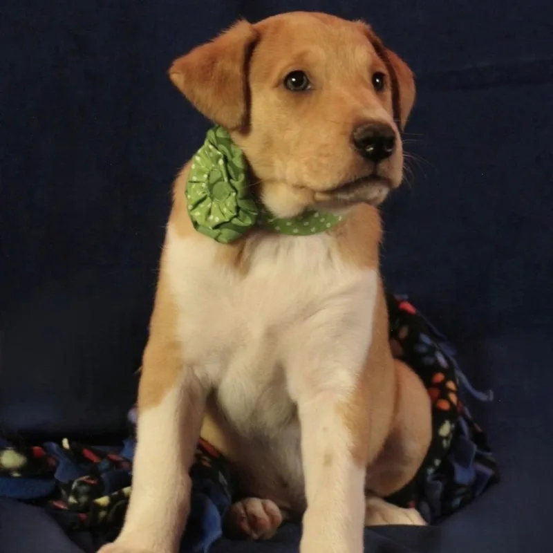 A baby medium-sized female Yellow / Tan / Blond / Fawn Mixed Breed dog named Blossom for adoption in Cincinnati, OH