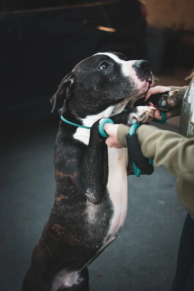 A baby large-sized male Pit Bull Terrier dog named Benny for adoption in Frankfort, NY