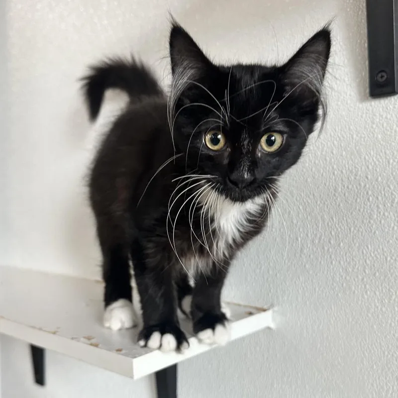 A baby medium-sized male Black Domestic Medium Hair cat named Country CI for adoption in Union, MO