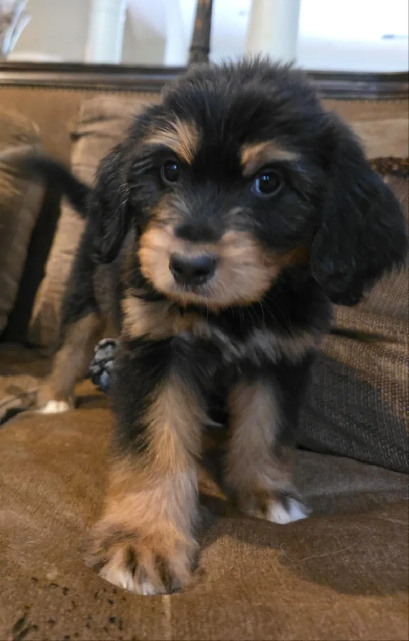 A baby medium-sized female Tricolor (Brown, Black, & White) Aussiedoodle dog named Riley for adoption in Memphis, TN