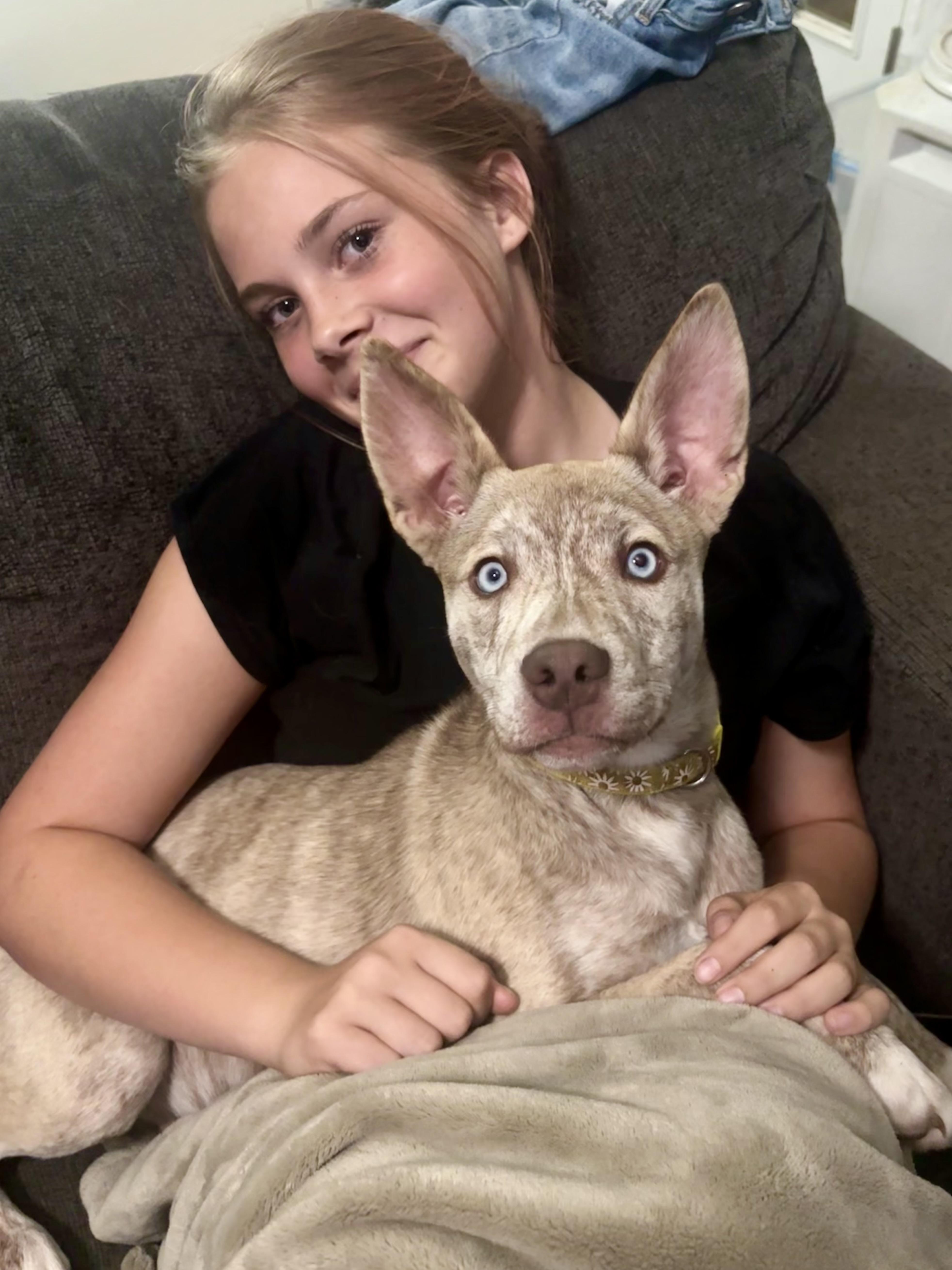 A young medium-sized female Siberian Husky dog named Nova for adoption in Winder, GA
