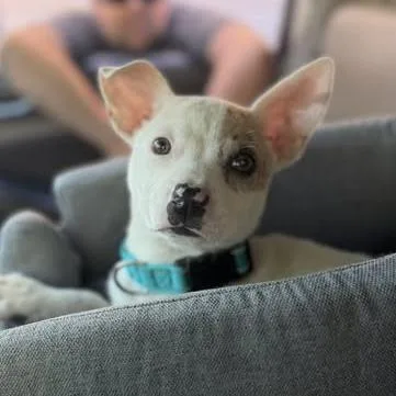 A baby small-sized female White / Cream Mixed Breed dog named Polly for adoption in West Olive, MI