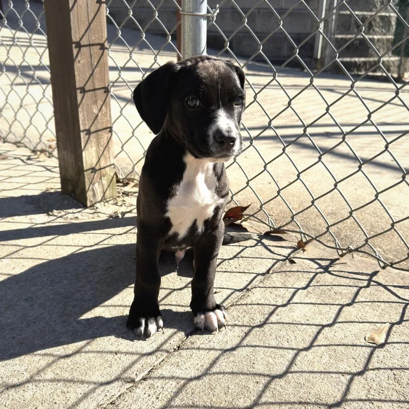 A young medium-sized male Black Labrador Retriever dog named Gonzo for adoption in Gainesville, GA