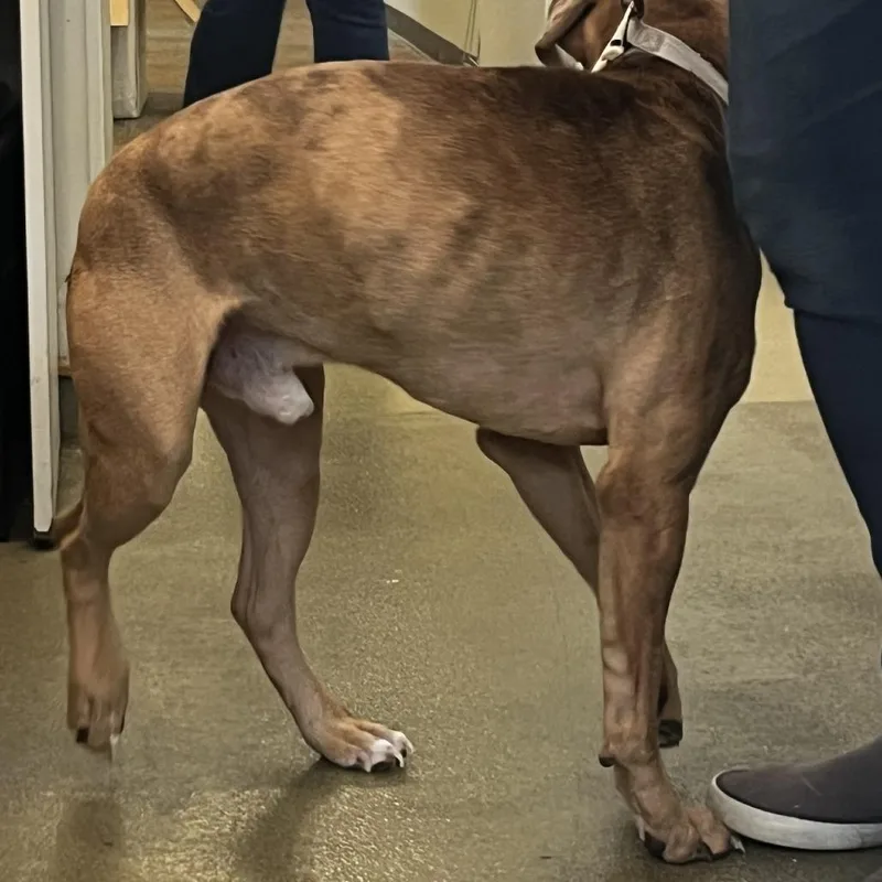 An adult large-sized male Brown / Chocolate Boxer dog named 72346 for adoption in Harrisonburg, VA