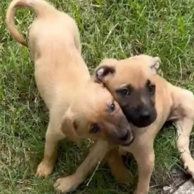 A baby medium-sized male Black Mouth Cur dog named Luke for adoption in Plano, TX